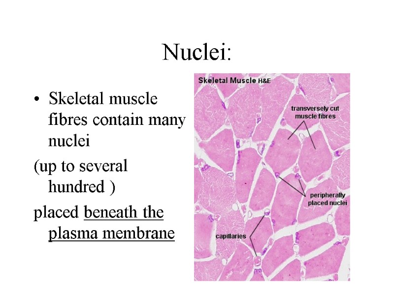Nuclei: Skeletal muscle fibres contain many nuclei (up to several hundred )  placed